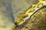 Asiatic rock python