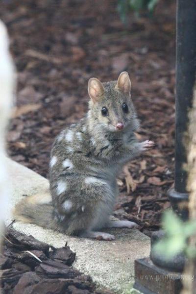 Eastern quoll