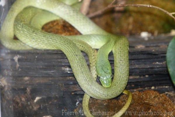 Green trinket snake