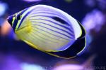 Blacktail butterflyfish