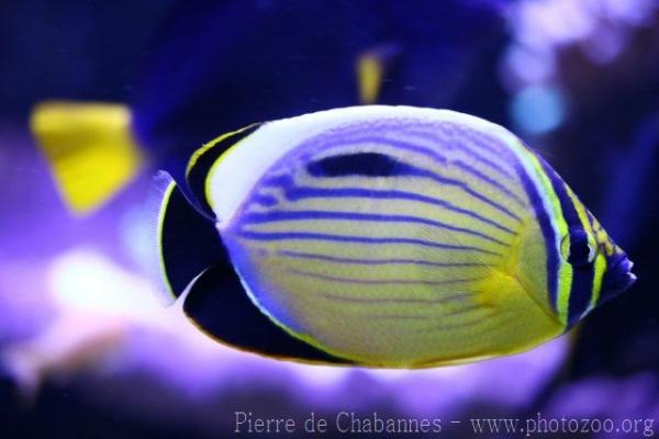 Blacktail butterflyfish