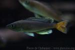 Cyprichromis leptosoma