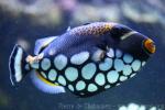 Clown triggerfish