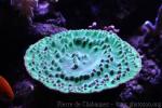 Encrusting cup coral