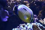 Blacktail butterflyfish