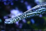 Chinese trumpetfish