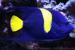 Arabian angelfish