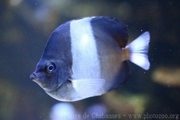 Brown-and-white butterflyfish