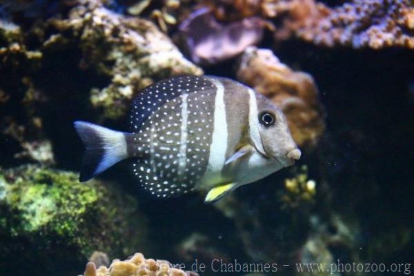 Whitespotted surgeonfish
