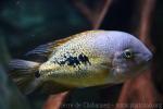 Twoband cichlid