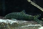 Reticulate loach