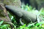 Australian lungfish