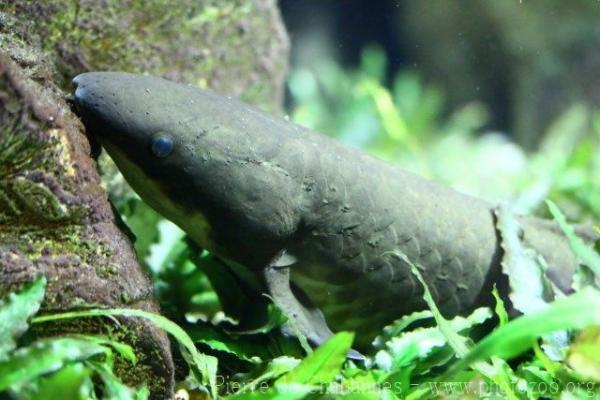 Australian lungfish