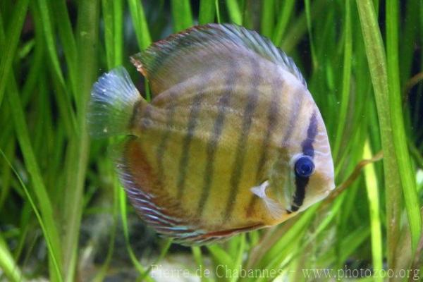 Striped discus