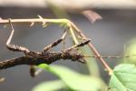 Samar stick-insect