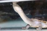 Roti Island snake-necked turtle