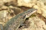 Karoo girdled lizard