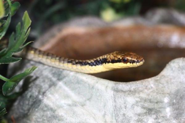 Green tree snake