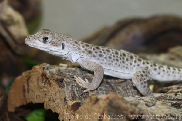 Longnose leopard lizard