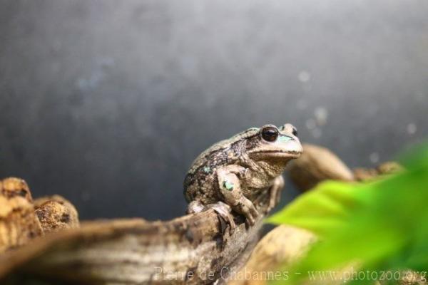 Riobamba marsupial frog