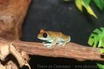 Uluguru forest tree frog