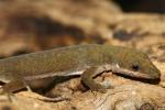 Zanzibar day gecko