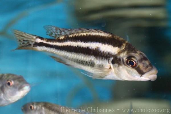 Malawi thick lip