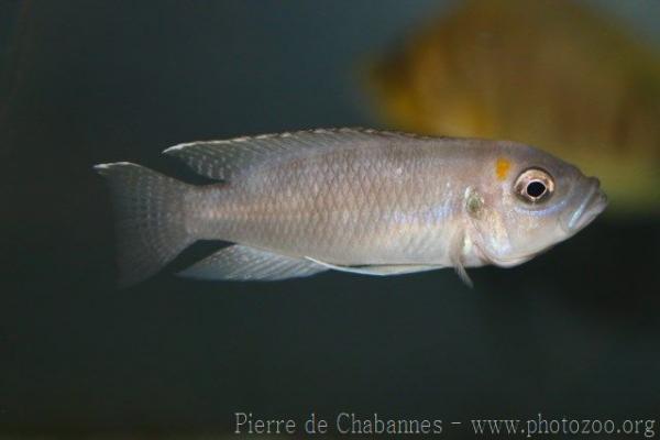 Neolamprologus brevis