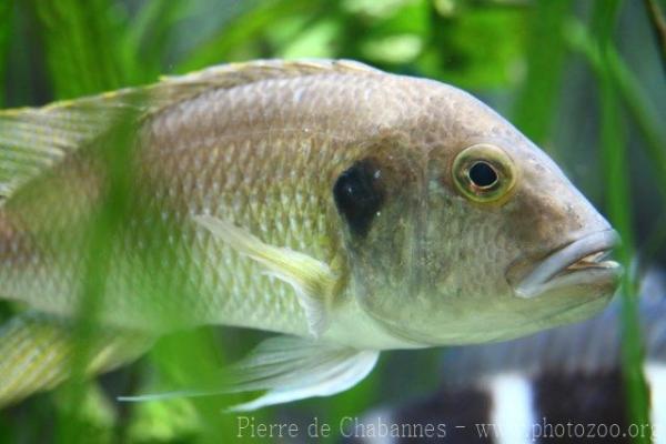 Staner's cichlid