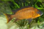 Red Bulu cichlid