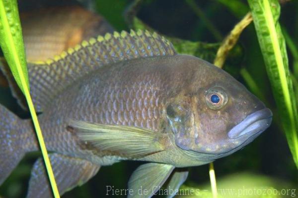 Ctenochromis benthicola