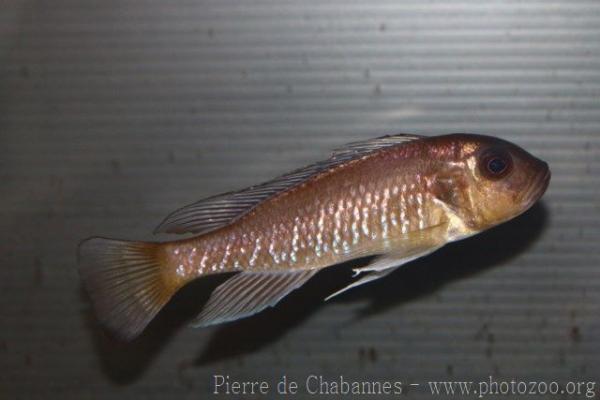 Silverstripe cichlid