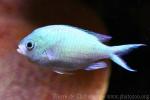 Blue green damselfish