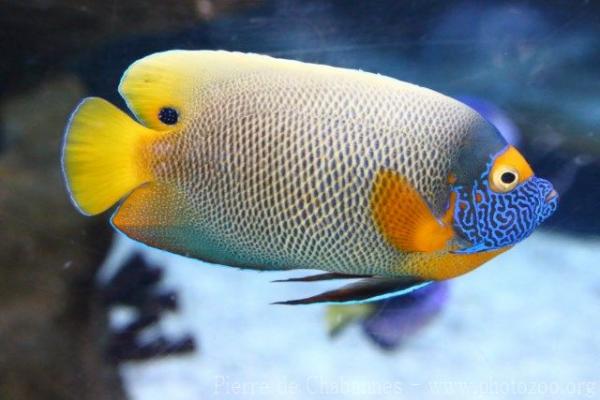 Yellowface angelfish