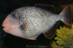 Yellowmargin triggerfish