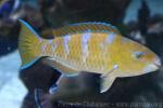 Blue-barred parrotfish