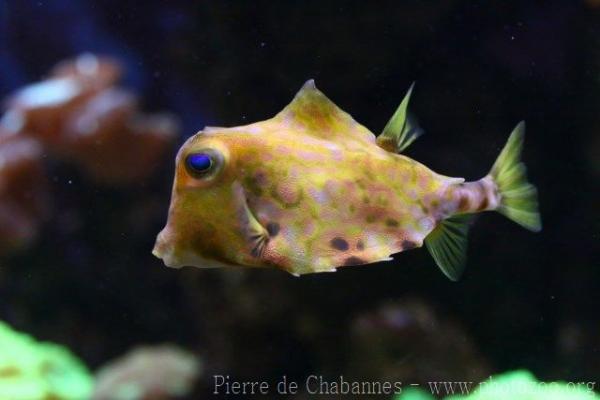 Humpback turretfish