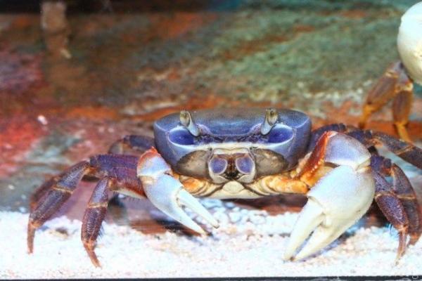 African rainbow crab