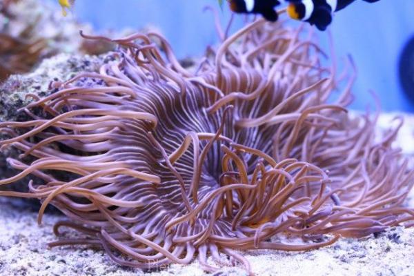 Leathery sea anemone