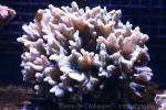 Lettuce coral