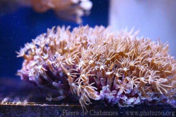 Organ-pipe coral