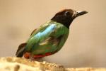 Hooded pitta