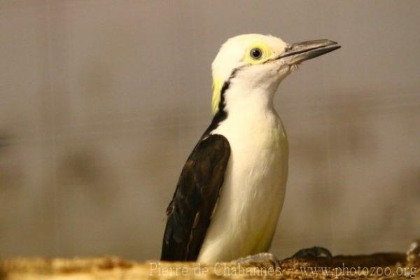 White woodpecker