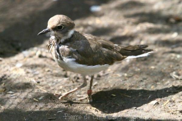 Little ringed plover