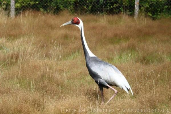 White-naped crane