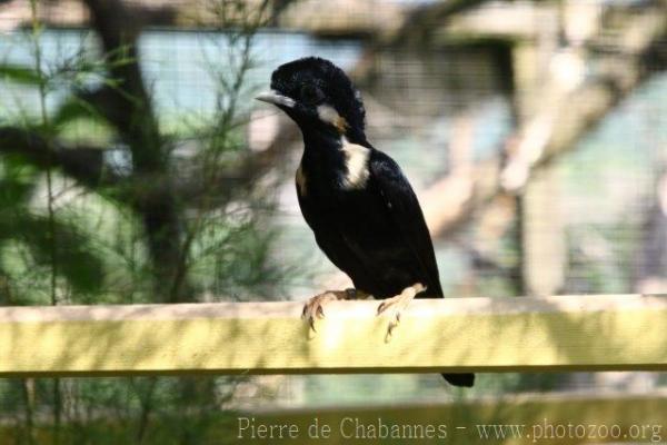 Sulawesi crested myna