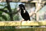 Sulawesi crested myna