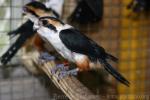 Collared falconet