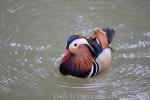 Mandarin duck