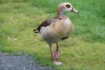 Egyptian goose